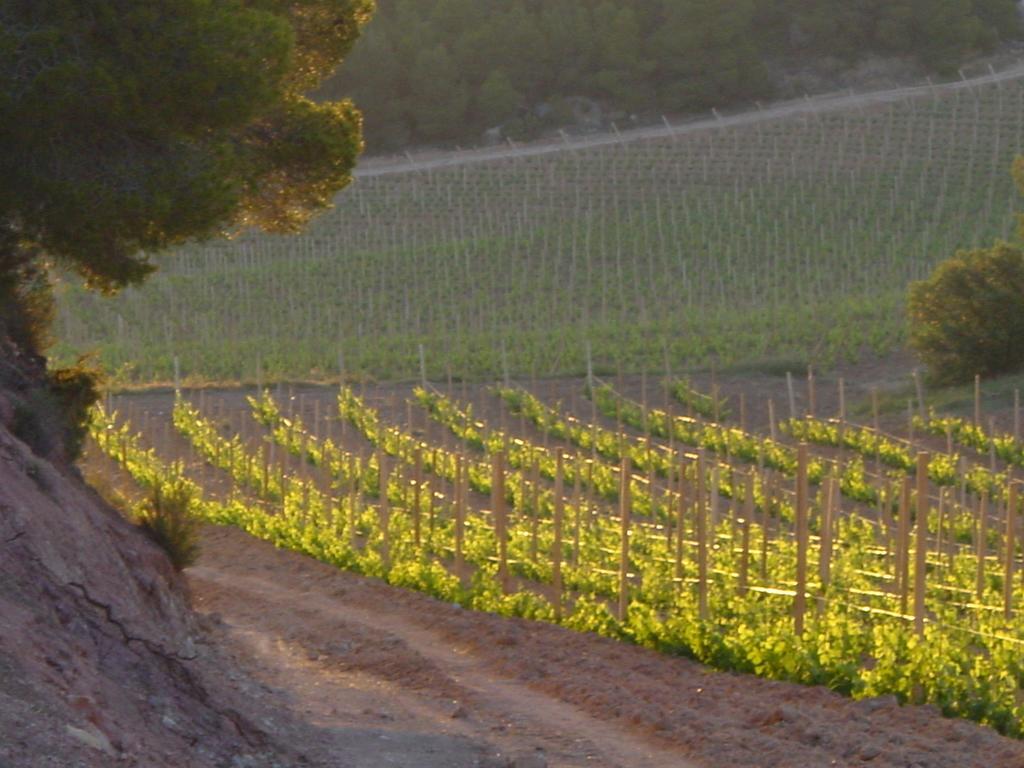 Casa rural Vilosell Wine El Vilosell