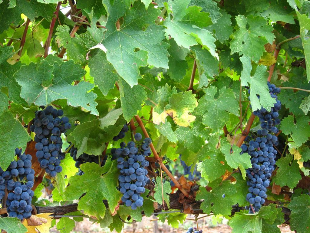 Casa rural Vilosell Wine *