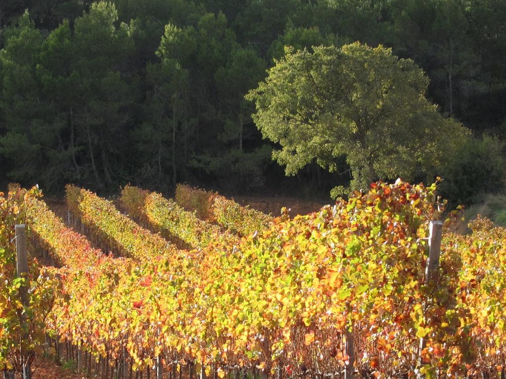 Country house Vilosell Wine