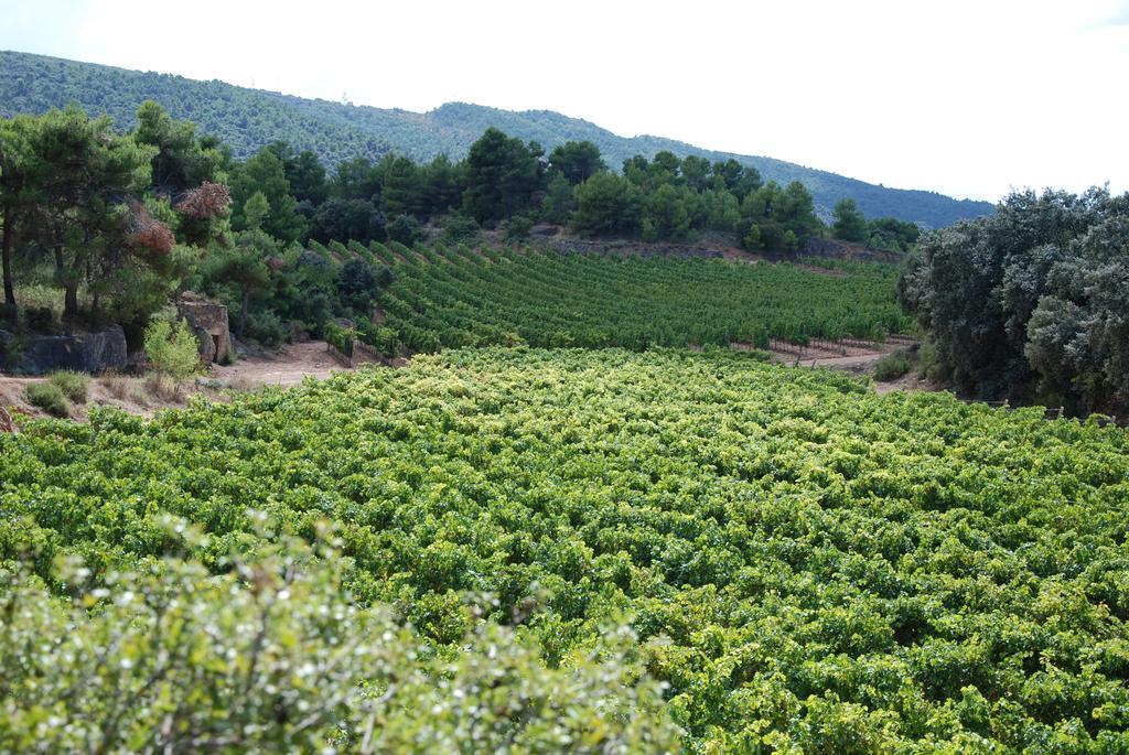 Vilosell Wine